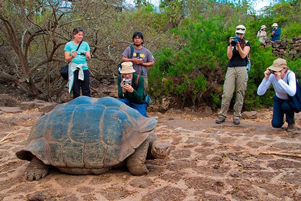Tortugas gigantes de Galapagos.