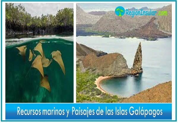 Recursos marinos de galapagos